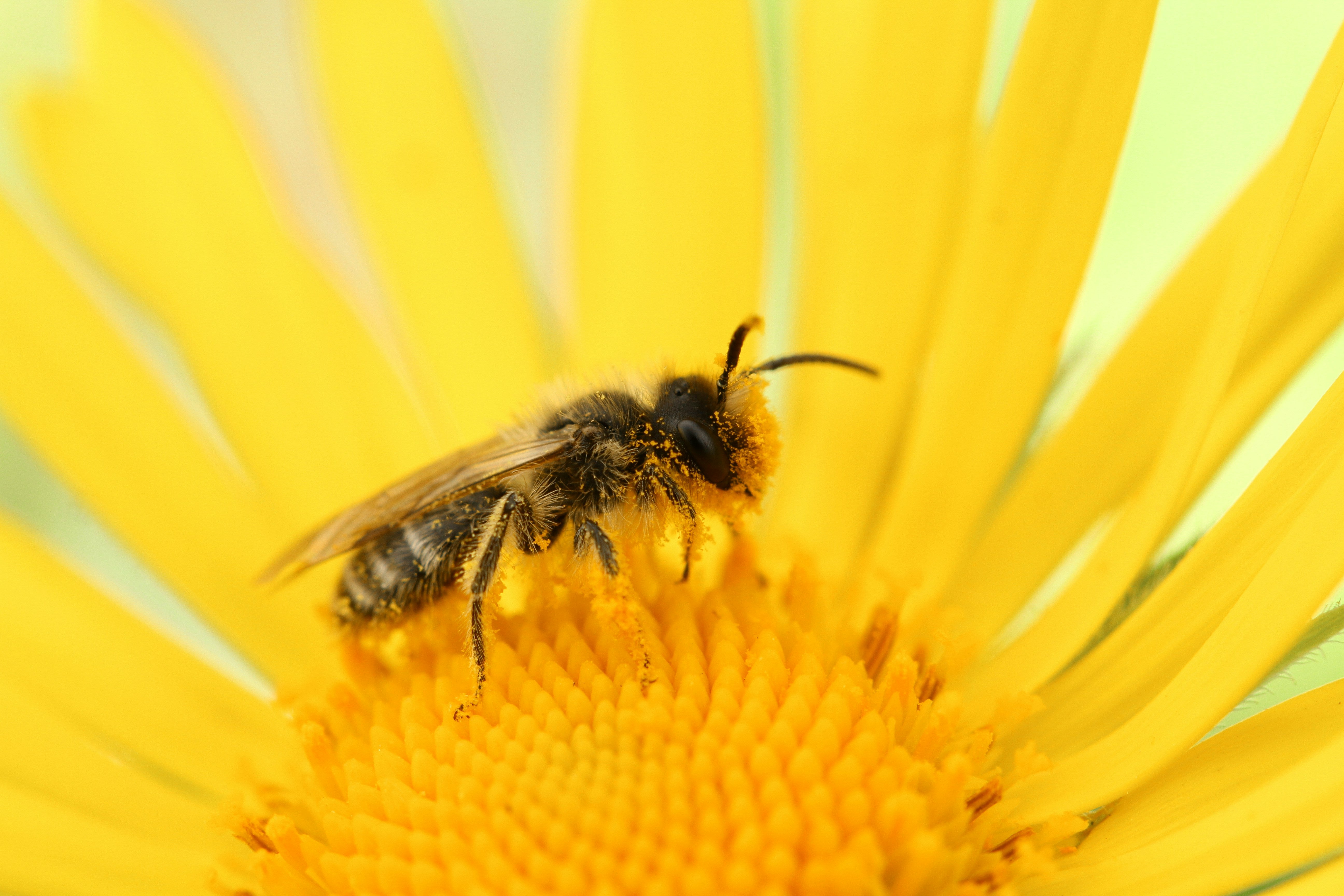 National Honey Bee Day 2021